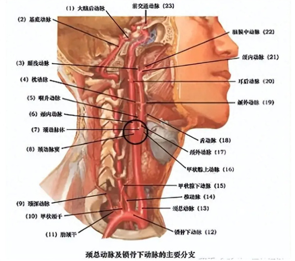 肩颈世家加盟加盟费用
