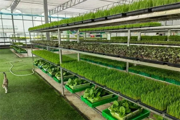 红星田园芽苗菜加盟费用