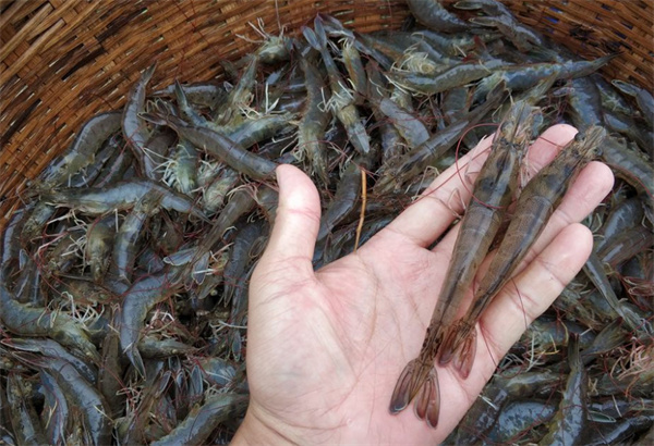 南美白对虾养殖加盟加盟费用