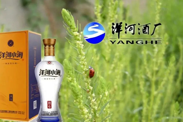 洋河小海加盟费用