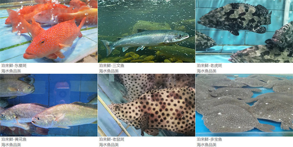 泊来鲜海鲜超市加盟加盟费用