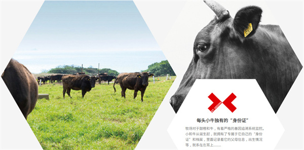 圣希顿汉堡加盟加盟费用