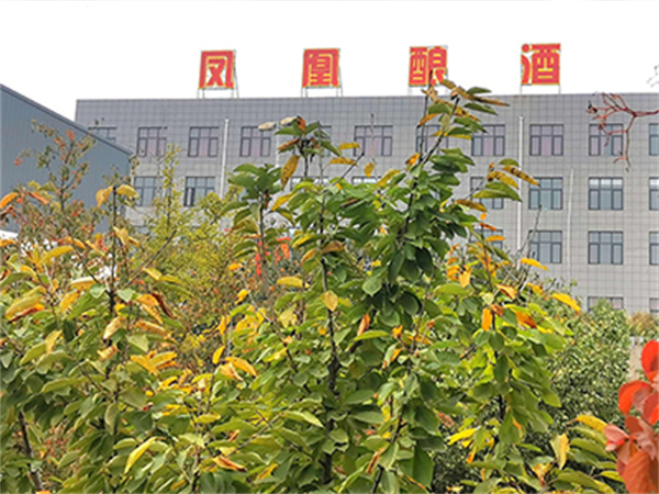 盛世凤凰酒加盟加盟费用