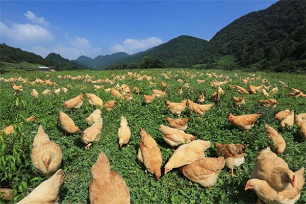 湘佳牧业养鸡加盟费