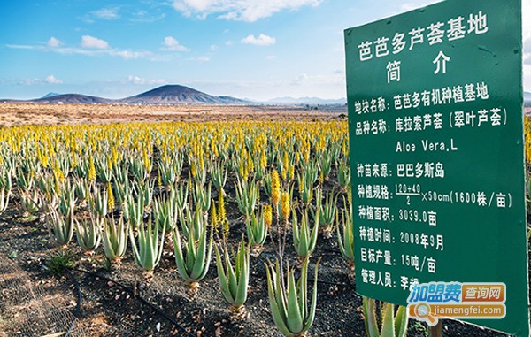 芭芭多加盟费