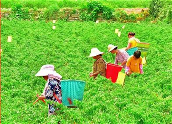 大龙焱火锅加盟费