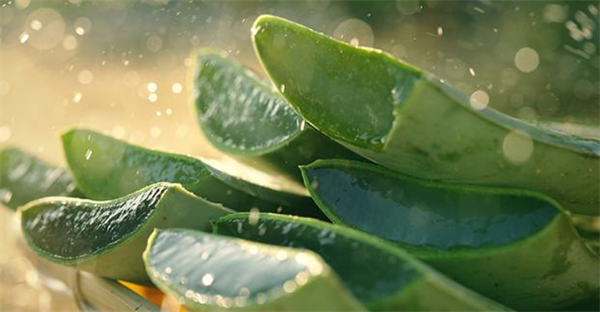 瑷露德玛加盟费