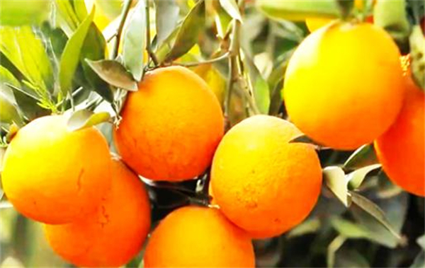 茶太良品加盟费