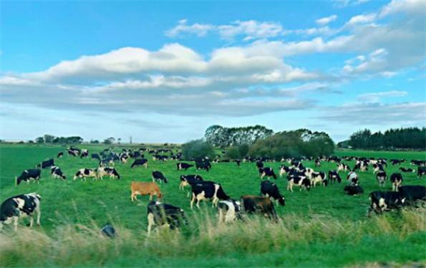 茶太良品加盟费