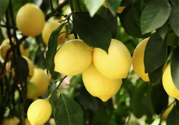 茶太良品加盟费