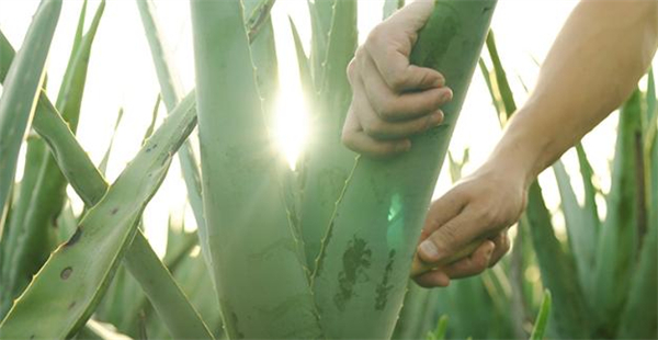 瑷露德玛加盟费