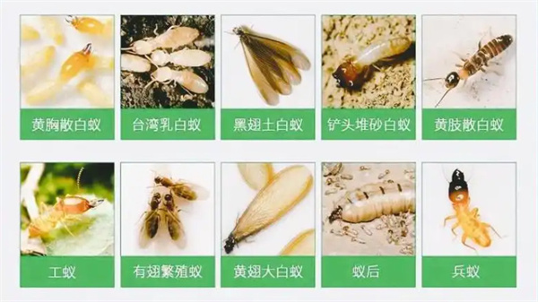 除虫灭鼠加盟费