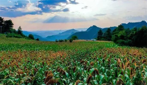 琼台酒业加盟费