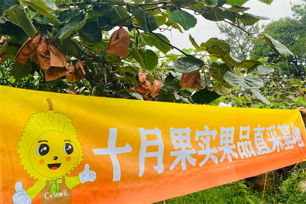 十月果实加盟费