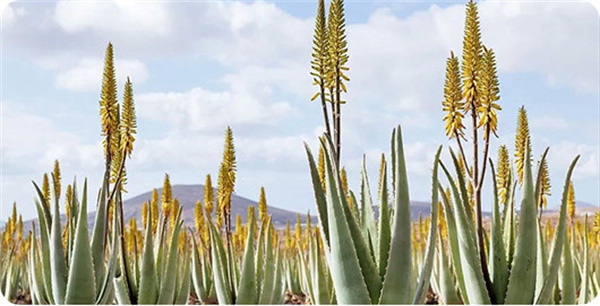 荟生科技抗衰养生加盟费