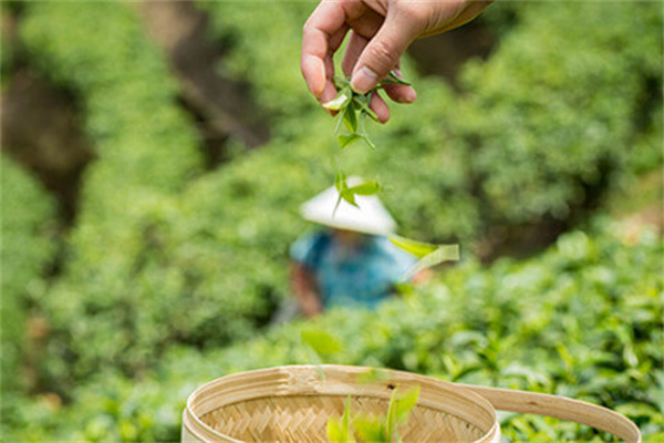 甘杯奶茶加盟费