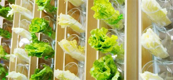 青蔬麻辣烫加盟费