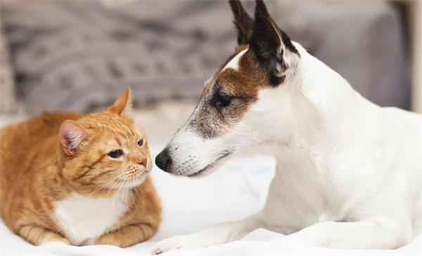 瑞鹏宠物医院加盟费