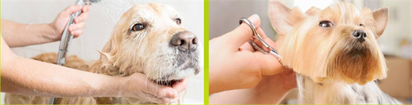 瑞鹏宠物医院加盟费