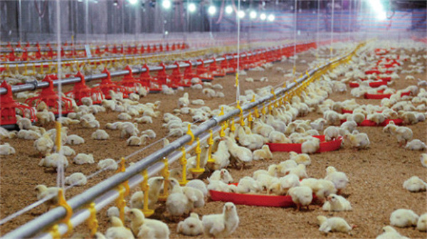 佳佳基汉堡加盟费