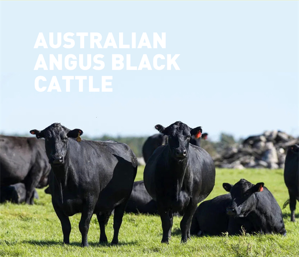 沙朗阿甘鲜肉汉堡加盟费