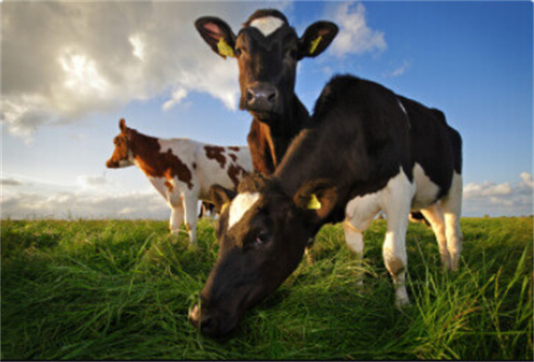 诺杯烧仙草加盟费