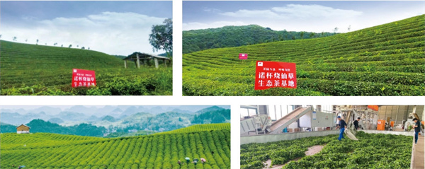 诺杯烧仙草加盟费