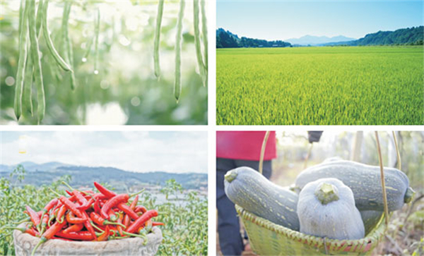 魏家面皮加盟费