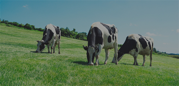 九科站奶茶加盟费