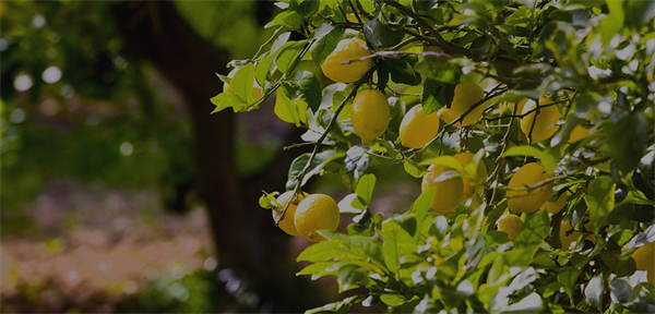 九科站奶茶加盟费