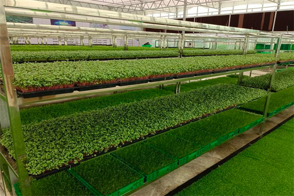 红星田园芽苗菜加盟费