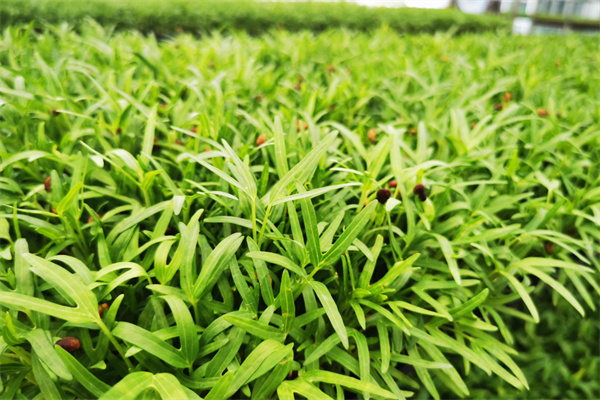 红星田园芽苗菜加盟费