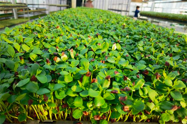 红星田园芽苗菜加盟费