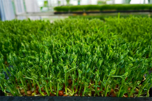 红星田园芽苗菜加盟费