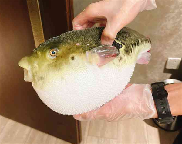 鲐赏河豚加盟费