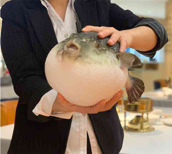 鲐赏河豚加盟费