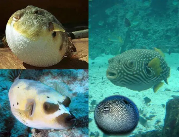 鲐赏河豚加盟费