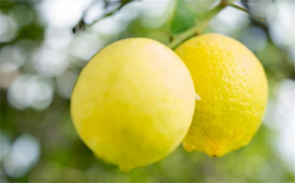 巡蜜时光加盟费