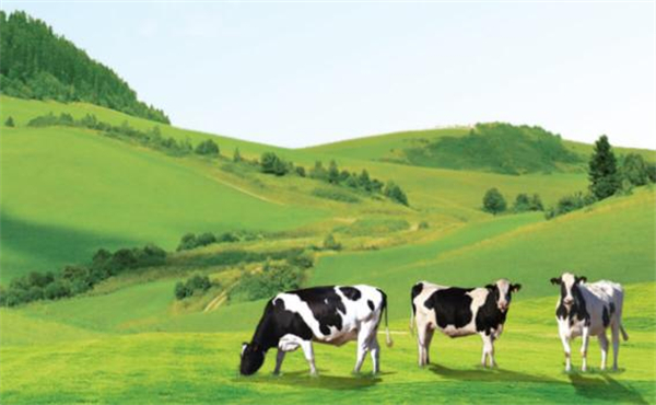 巡蜜时光加盟费