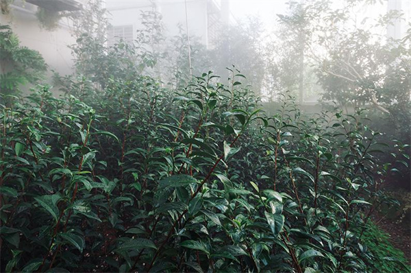 吃茶三千加盟费