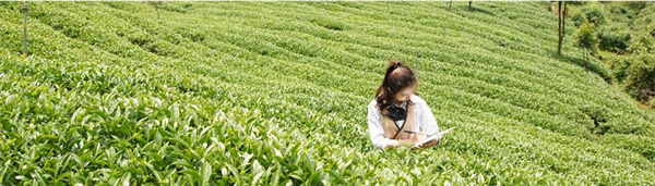 吃茶三千加盟费