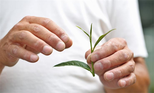 吃茶三千加盟费