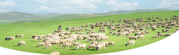 洞氮胡记羊肉火锅加盟费