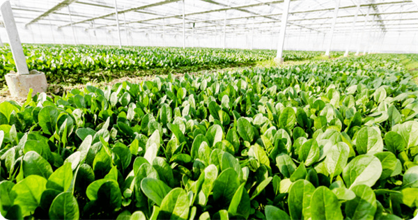 叮咚买菜加盟费