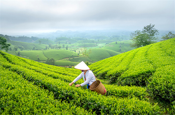 月上茶颜加盟费